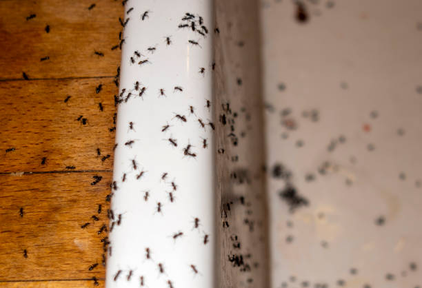 Best Exterminator Services  in Gladwin, MI